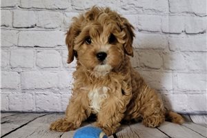 Jonah - puppy for sale
