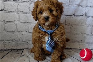 Monty - Cavapoo for sale