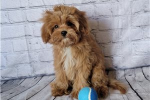 Jaxon - puppy for sale
