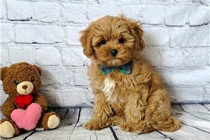 Ashe - Cavapoo for sale