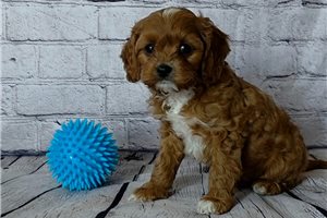 Aston - Cavapoo for sale