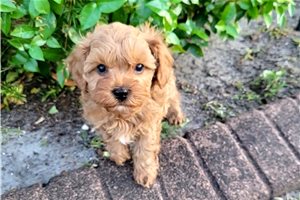Jaime - puppy for sale