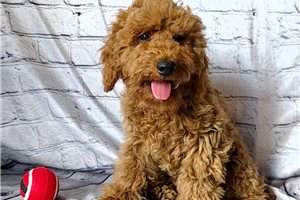 Lennon - Poodle, Miniature for sale