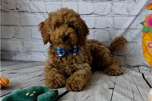 Lennon - Poodle, Miniature for sale