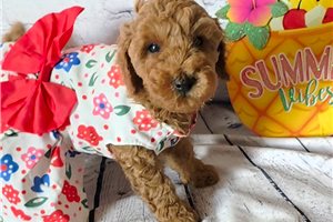 Lila - Poodle, Miniature for sale