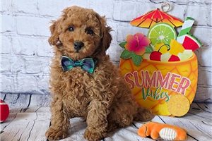 Lennon - Poodle, Miniature for sale