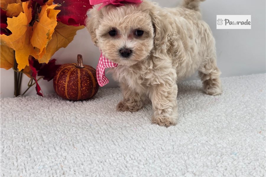 Riley, female Maltipoo puppy for sale