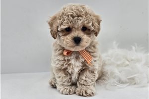 Hudson - Bich-Poo - Bichpoo for sale