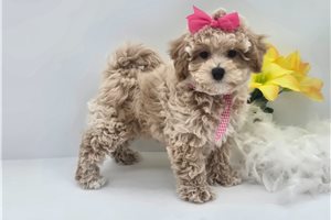 Hannah - Bich-Poo - Bichpoo for sale