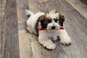 Cameron - Bich-Poo - Bichpoo for sale