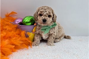 Henry - Bich-Poo - Bichpoo for sale