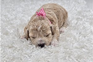 Hannah - puppy for sale