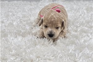 Hailey - puppy for sale