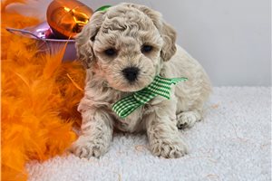 Hudson - Bich-Poo - Bichpoo for sale