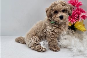 Noah - Bich-Poo - Bichpoo for sale