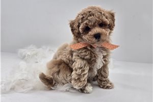 Henry - Bich-Poo - Bichpoo for sale