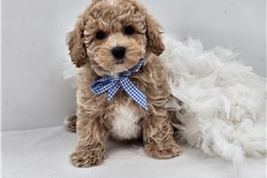 Noah - Bich-Poo - Bichpoo for sale