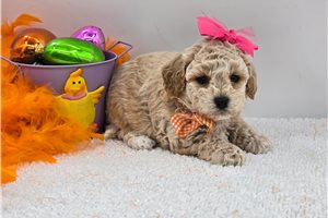 Hazel - Bich-Poo - Bichpoo for sale