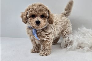 Nathan - Bich-Poo - Bichpoo for sale