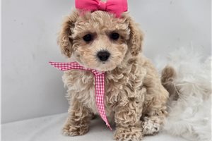 Naomi - Bich-Poo - Bichpoo for sale