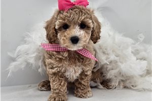 Nova - Bich-Poo - Bichpoo for sale