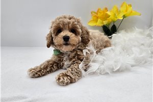 Henry - Bich-Poo - Bichpoo for sale
