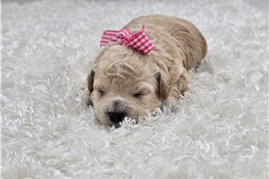 Hazel - puppy for sale