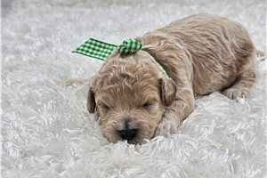 Henry - puppy for sale