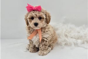 Hannah - Bich-Poo - Bichpoo for sale