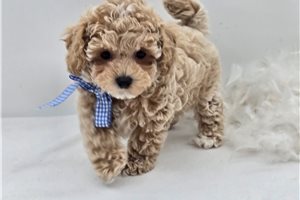 Nolan - Bich-Poo - Bichpoo for sale