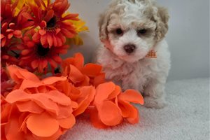 Corran - puppy for sale