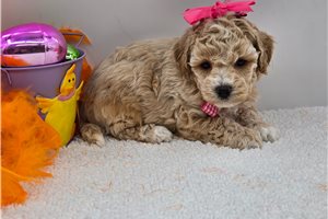 Hannah - Bich-Poo - Bichpoo for sale