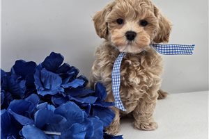 Toby - puppy for sale