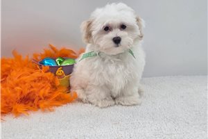 Cameron - Malti Poo - Maltipoo for sale