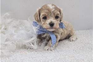 Edison - puppy for sale