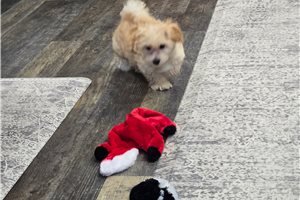 Pinto - Malti Poo - Maltipoo for sale