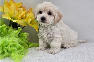 Roman - Malti Poo - Maltipoo for sale