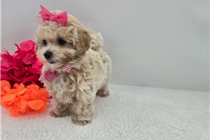 Danica - Malti Poo - Maltipoo for sale