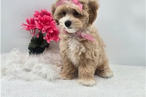 Faye - Malti Poo - Maltipoo for sale