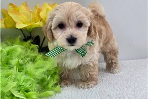 Pinto - Malti Poo - Maltipoo for sale