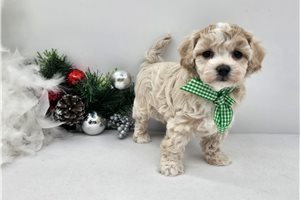 Jimmy - Malti Poo - Maltipoo for sale