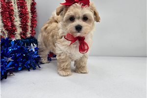Polly - Malti Poo - Maltipoo for sale