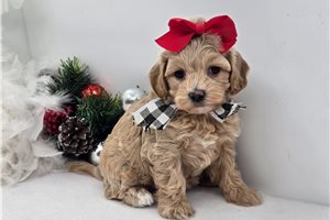 Jade - Malti Poo - Maltipoo for sale