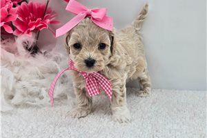 Erin - Maltipoo for sale