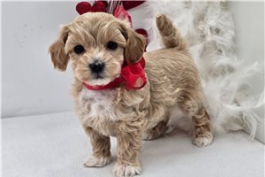 Carlos - Malti Poo - Maltipoo for sale