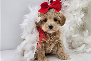Camila - Malti Poo - Maltipoo for sale