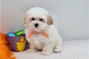 Cameron - Malti Poo - Maltipoo for sale