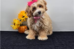 Faye - Maltipoo for sale