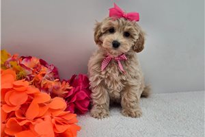 Dahlia - puppy for sale