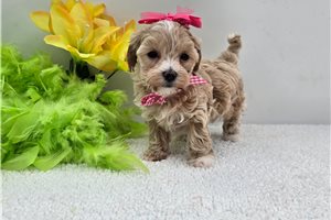 Sadie - Malti Poo - Maltipoo for sale